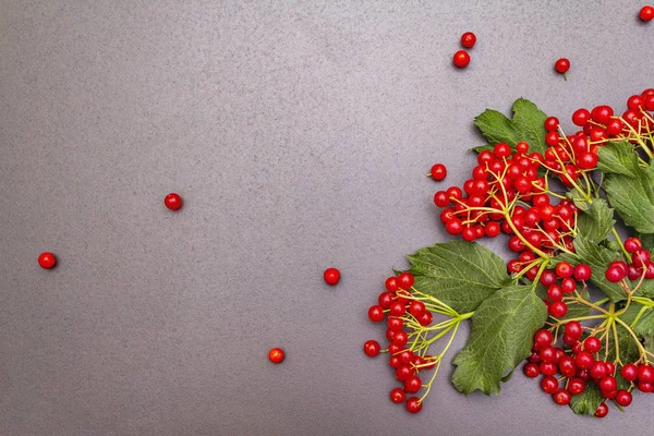 Świeże czerwone jagody viburnum z zielonymi liśćmi na gałęziach — Zdjęcie stockowe