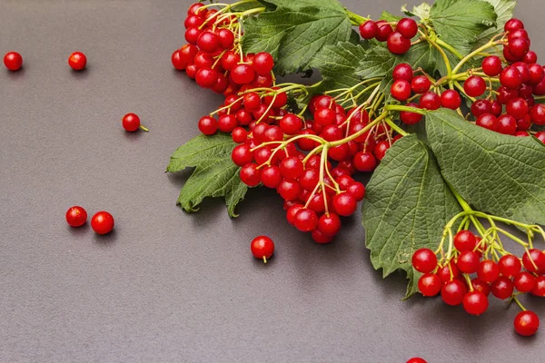 Fresh red viburnum berries with green leaves on branches — ストック写真