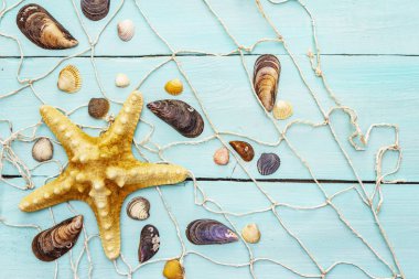 Deniz kabukları yaz arkaplanı