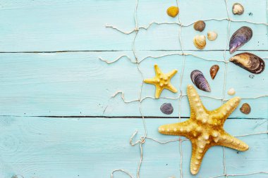 Deniz kabukları yaz arkaplanı