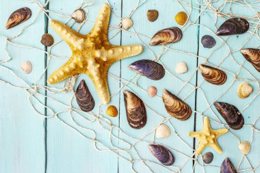 Deniz kabukları yaz arkaplanı