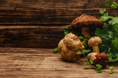 Taze orman mantarları. Türlü gurme porcini ve boletus, meşe yaprakları. Eski tahta arkaplan, boşluğu kopyala