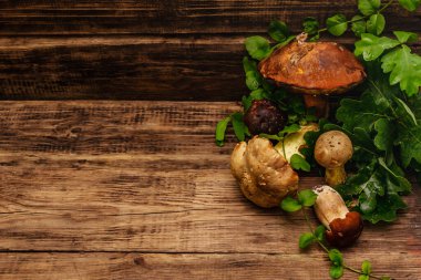 Taze orman mantarları. Türlü gurme porcini ve boletus, meşe yaprakları. Eski tahta arkaplan, boşluğu kopyala