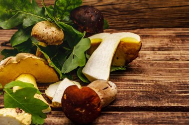 Taze orman mantarları. Gurme porcini ve boletus, meşe yaprakları. Eski tahta arka plan, kapat
