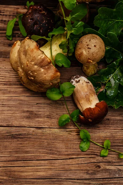 Frische Waldpilze Verschiedene Gourmet Steinpilze Und Steinpilze Eichenblätter Altes Holz — Stockfoto