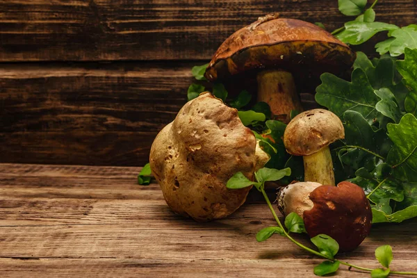 Fresh Forest Mushrooms Assorted Gourmet Porcini Boletus Oak Leaves Old — Stock Photo, Image