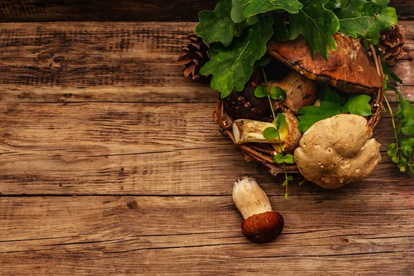 Fresh Forest Mushrooms Assorted Gourmet Porcini Boletus Oak Leaves Old — Stock Photo, Image