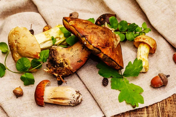 Frische Waldpilze Verschiedene Gourmet Steinpilze Und Steinpilze Eichenblätter Alte Holzdielen — Stockfoto