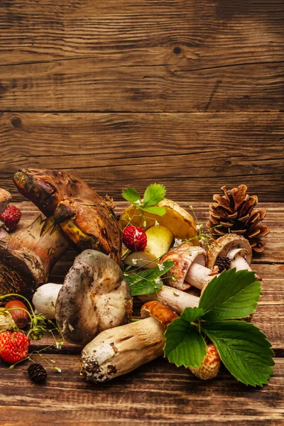 Fresh Forest Mushrooms Assorted Porcini Boletus Russula Blusher Oak Leaves — Stock Photo, Image