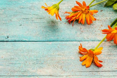 Çiçek açan bir buket takvim. Çay için sağlıklı malzeme, alternatif tıp. Moda turkuaz ahşap arkaplan