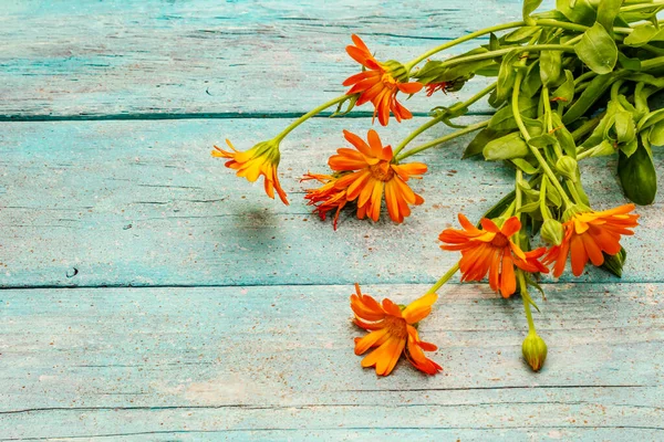 Bouquet Blomstrende Calendula Sund Ingrediens Til Alternativ Medicin Trendy Turkis - Stock-foto