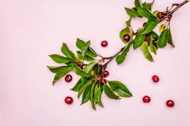 Dallarda olgun kiraz. Taze böğürtlen, sağlıklı tatlı. Yumuşak pembe arkaplan