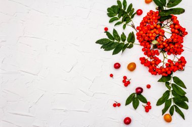 Olgun yaban mersini ve kirazlı erik meyvesi. Sonbahar iyi ruh hali, beyaz macun arkaplanı, kopyalama alanı