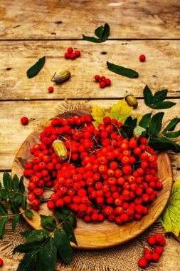 Yuvarlak tabakta olgun yaban mersini ve kirazlı erik meyvesi. Sonbahar neşesi, eski tahta arka plan, kapat.