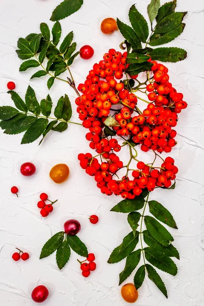 Olgun yaban mersini ve kirazlı erik meyvesi. Sonbahar iyi ruh hali, beyaz macun arkaplan, kapat