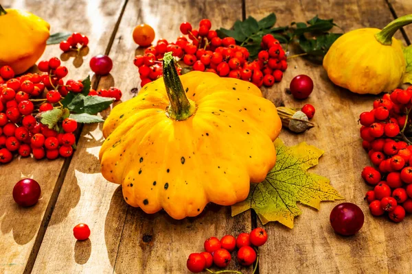 Şükran Günü ya da Cadılar Bayramı sonbahar geçmişi. Taze balkabakları, kiraz erikleri, meşe palamudu ve olgun yaban mersinleri eski ahşap masada, kapayın.