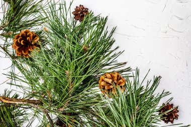 Noel ya da yeni yıl konsepti. Taze çam dalları ve kozalaklar. Beyaz macun arkaplan, üst görünüm
