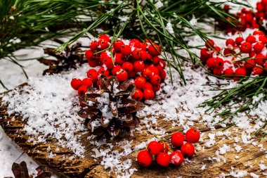 Kırmızı Rowan 'ın eski bir kar kaplı masada olduğu çam tümsekleri ve dallar. Geleneksel kış arkaplanı, kapat