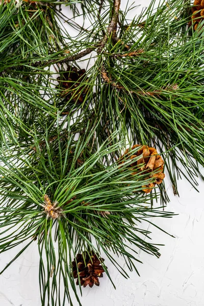 圣诞节或新年的概念 新鲜的松枝和松果 白色油灰背景 — 图库照片
