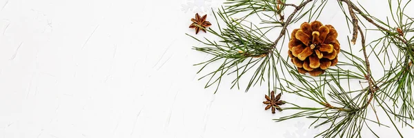 Noel ya da yeni yıl konsepti. Taze çam dalları ve kozalaklar. Beyaz macun arkaplanı, pankart biçimi