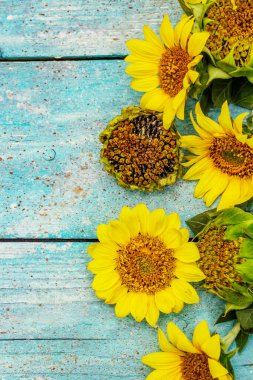 Moda turkuaz ahşap arka planda taze ayçiçekleri. Parlak kokulu çiçekler, kırsal natürmort hayat, üst manzara.