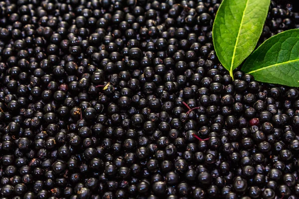 Fondo Saúco Con Bayas Maduras Hojas Frescas Medicina Alternativa Estilo —  Fotos de Stock