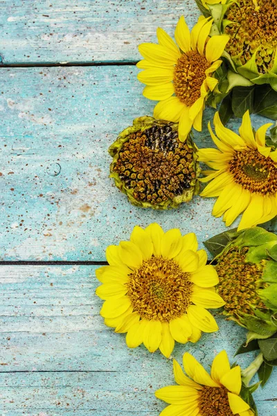 Moda turkuaz ahşap arka planda taze ayçiçekleri. Parlak kokulu çiçekler, kırsal natürmort hayat, üst manzara.