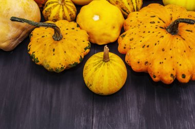 Çeşitli olgun balkabaklarından hasat et. Renkli bir arka plan, Şükran Günü ya da Cadılar Bayramı. Siyah tahta tahta arka plan, boşluğu kopyala