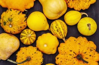 Çeşitli olgun balkabaklarından hasat et. Renkli bir arka plan, Şükran Günü ya da Cadılar Bayramı. Siyah tahta tahta arka plan, üst görünüm