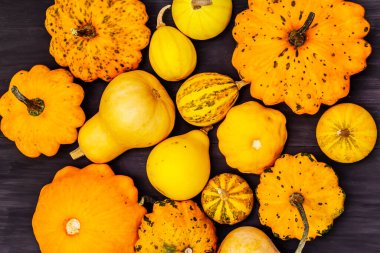 Çeşitli olgun balkabaklarından hasat et. Renkli bir arka plan, Şükran Günü ya da Cadılar Bayramı. Siyah tahta tahta arka plan, üst görünüm