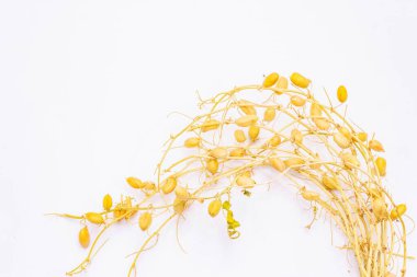 Beyaz kabuklu kuru nohut dalları. Sağlıklı yemek hazırlamak için geleneksel bir bileşen.