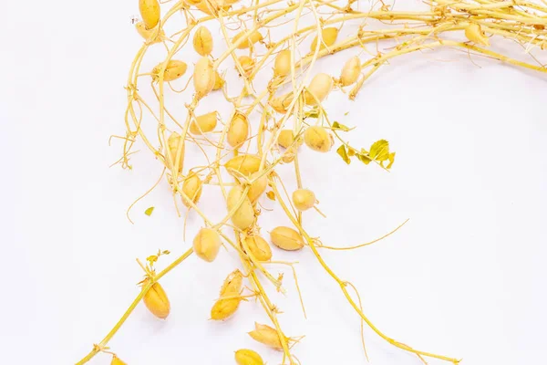 干燥的鹰嘴豆分枝 豆荚在白色上隔离 健康食品的传统配料 — 图库照片