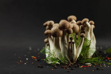 Kayın mantarlarına yakın çekim, taze Shimeji siyah arka planda dereotları ve baharatlarla sıralanmış gizemli bir orman gibi. Sanatsal doğal atmosferli organik vejetaryen gıda kavramı
