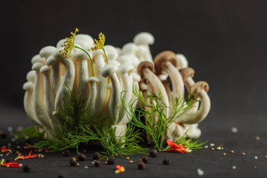 Kayın mantarlarının iki çeşidi yakın plan, taze Shimeji siyah arka planda dereotları ve baharatlarla sıralanmış gizemli bir orman gibi. Sanatsal doğal atmosferli organik vejetaryen gıda kavramı