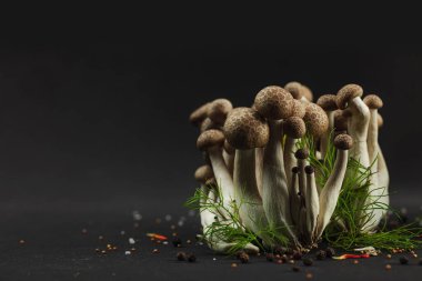 Kayın mantarlarına yakın çekim, taze Shimeji siyah arka planda dereotları ve baharatlarla sıralanmış gizemli bir orman gibi. Sanatsal doğal atmosferli organik vejetaryen gıda kavramı