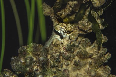 Kanatlarını çırparak papağan