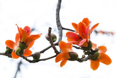 Ağaçların çiçek açan itx ceiba çiçekler