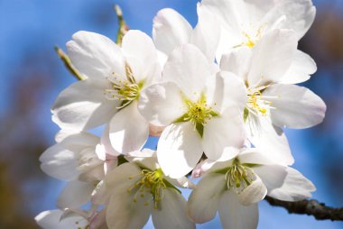kiraz çiçek çiçek bahar sezonu.
