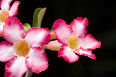 Güzel çöl içinde belgili tanımlık geçmiş bulanık yeşil yaprak ile bahçede çiçek gül