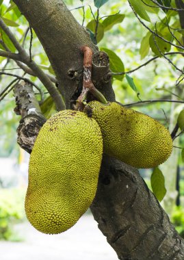 Jackfruit Ağacı ve genç Jackfruit