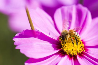 Bahar tekli papatya çiçeği ve arı