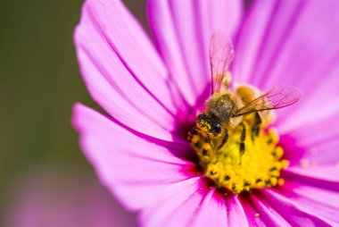 Bahar tekli papatya çiçeği ve arı