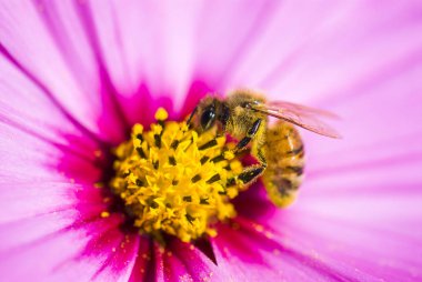 Bahar tekli papatya çiçeği ve arı