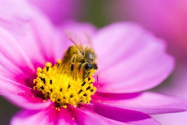 Bahar tekli papatya çiçeği ve arı