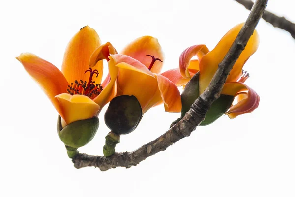 Bombax Ceiba Fleurs Fleurissant Dans Les Arbres — Photo