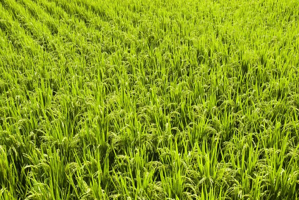 Cultivo Arroz Que Pronto Será Cosechado —  Fotos de Stock