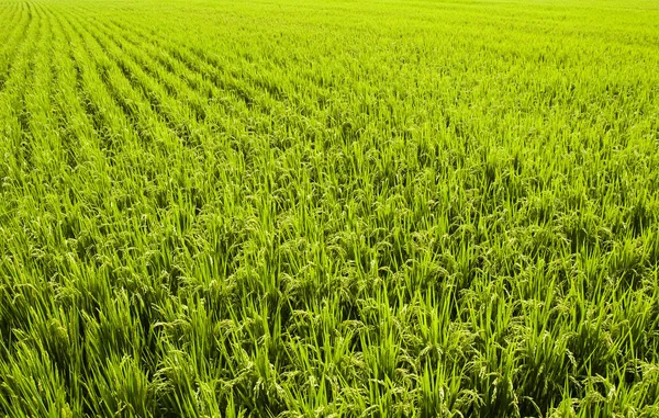 Cultivo Arroz Que Pronto Será Cosechado —  Fotos de Stock