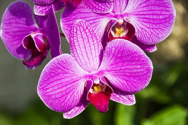 Primo Piano Orchidea Rosa Nel Giardino — Foto Stock