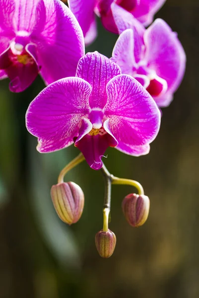 Primo Piano Orchidea Rosa Nel Giardino — Foto Stock