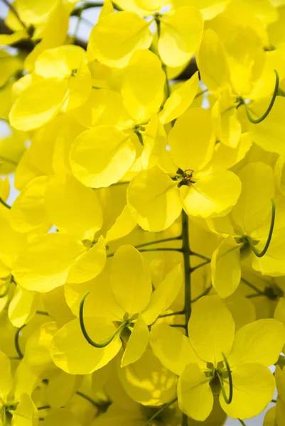 Golden Shower Yellow Flowers Blooming Summer — Stock Photo, Image